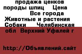 продажа ценков породы шпиц  › Цена ­ 35 000 - Все города Животные и растения » Собаки   . Челябинская обл.,Верхний Уфалей г.